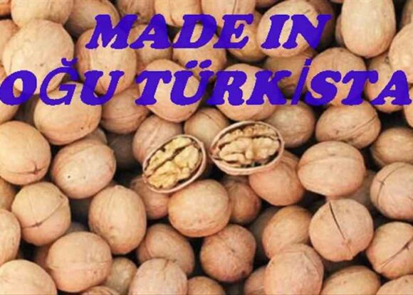Doğu Türkistan cevizi Türkiye yolunda