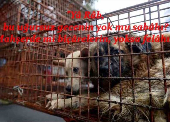 EY CENİN VE KÖPEK YİYİCİLER