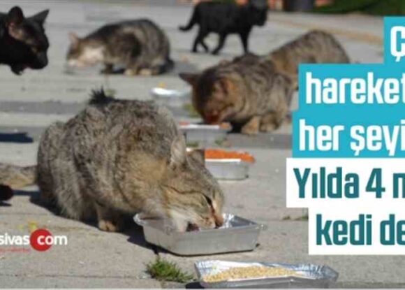 ÇİNLİLER YILDA 4 MİLYON KEDİ YİYOR VİRÜS İNSANDAN HAYVANA GEÇİYOR