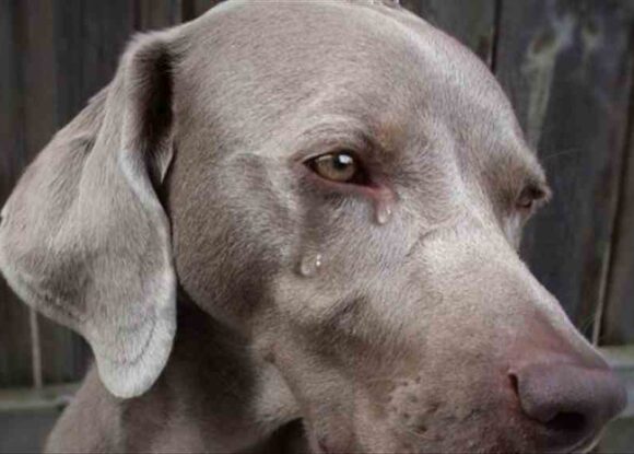 Korona virüsü sonrası yasaklanmıştı… Çin’de köpek eti yeme çağrısı!